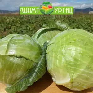 Байцаа – Сорт: Харрикейн