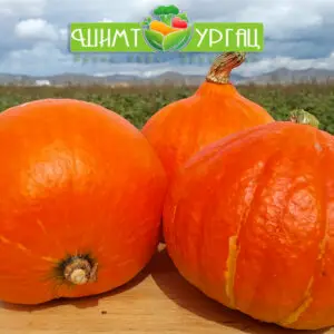 Шар хулуу – Сорт: Red Kuri