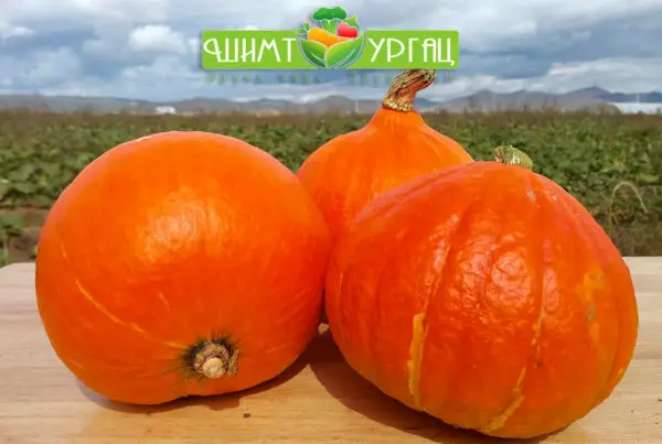 Шар хулуу - Сорт: Red Kuri