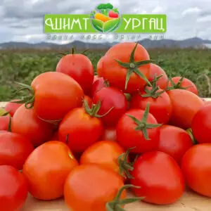 Улаан лооль – Сорт: Толстой