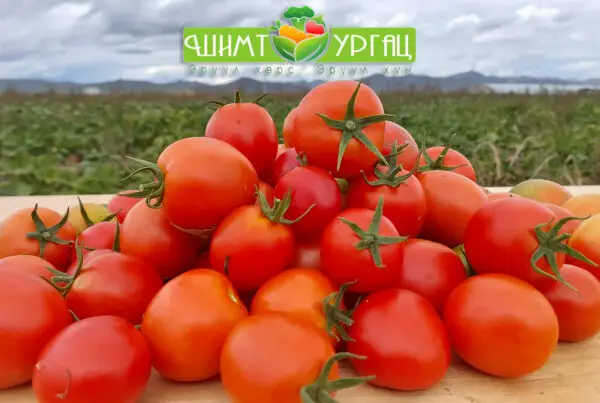 Улаан лооль - Сорт: Толстой