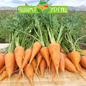 Лууван – Сорт: Шантенэ