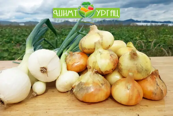 Сонгино - Сорт: Штутгартер Ризен